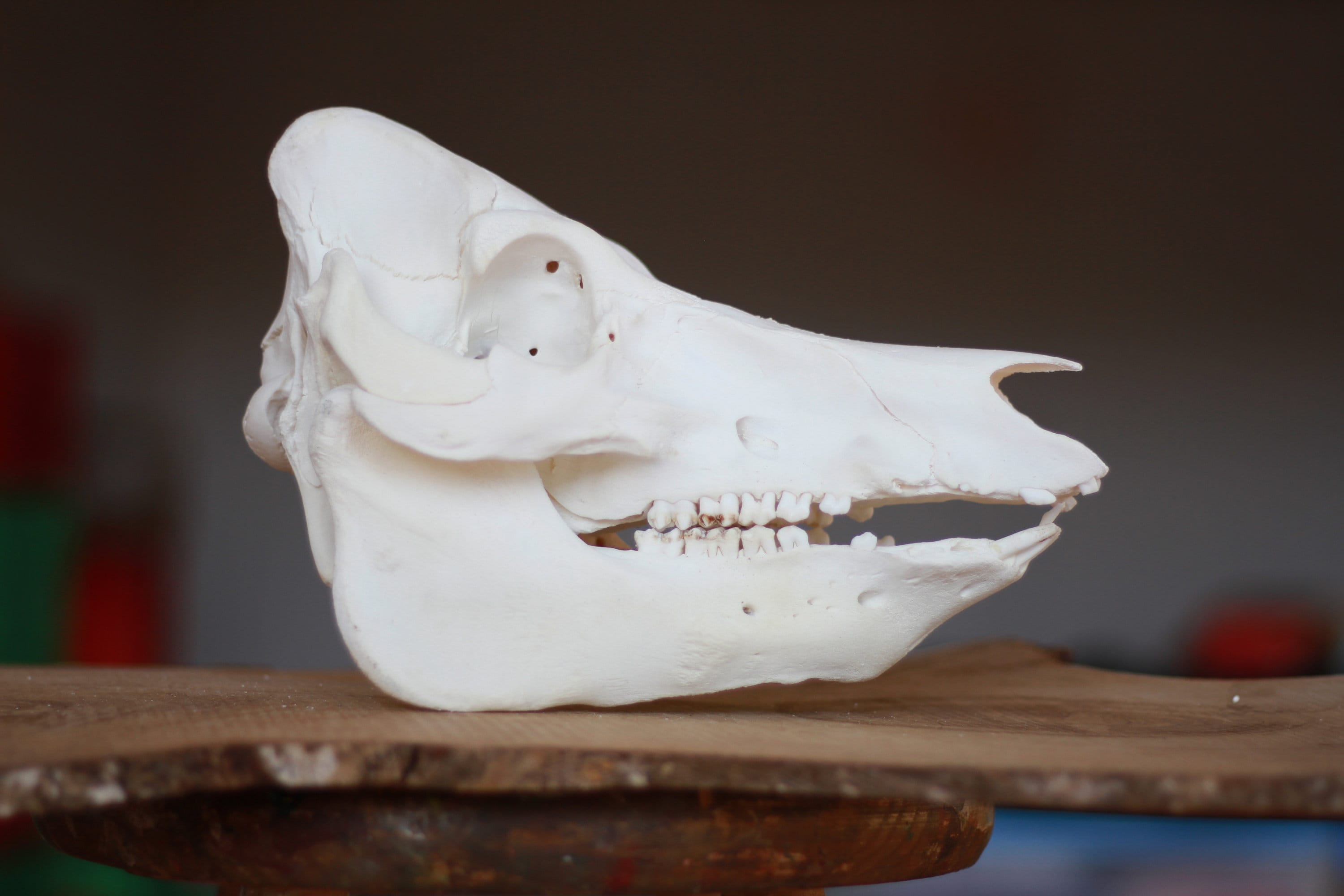 豚の頭蓋骨。サス・スクローファ・ドメスティカス。開いた家畜で進む