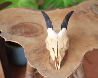 Goat Kid Skull – Black Horns – Small Skull – Special Price – Real Bone – Ethical Taxidermy – 14 cm – Spain