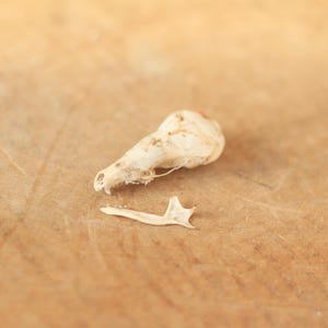 Peut inclure: Gros plan sur un petit crâne d'animal blanc cassé et un fragment d'os détaché. Le crâne a une forme pointue avec des orbites visibles et une petite zone rougeâtre. Le fragment d'os est fin et incurvé. Les objets reposent sur une surface en bois brun clair.