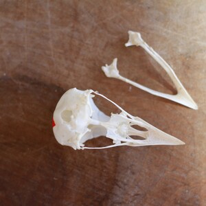 Real skull of garrulus glandarius. Eurasian jay. Eurasian jay. image 4