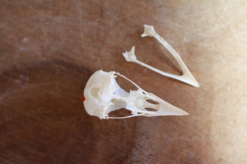 Real skull of garrulus glandarius. Eurasian jay. Eurasian jay. image 4