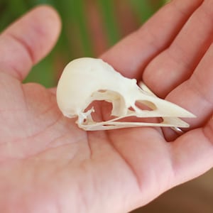 Real skull of garrulus glandarius. Eurasian jay. Eurasian jay. image 5