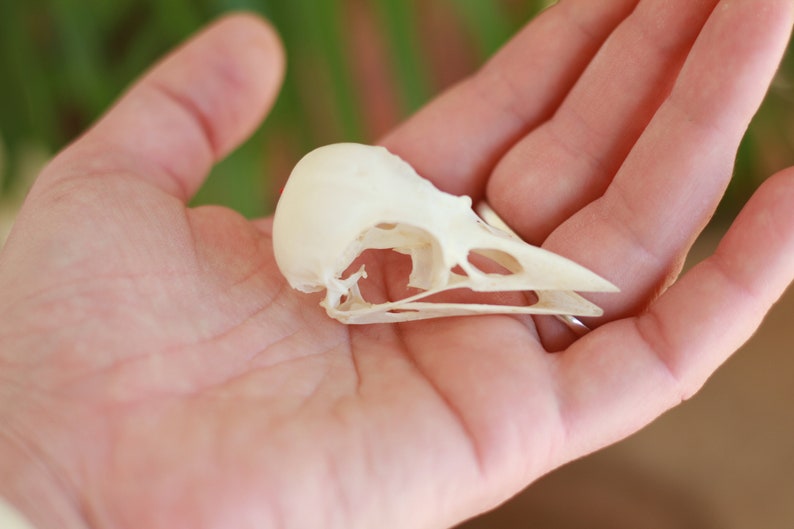 Real skull of garrulus glandarius. Eurasian jay. Eurasian jay. image 5