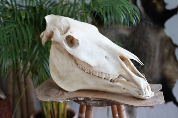 Bag Of Bones And Skull Adult Natural Bag Of Bones And Skull Adult Natural