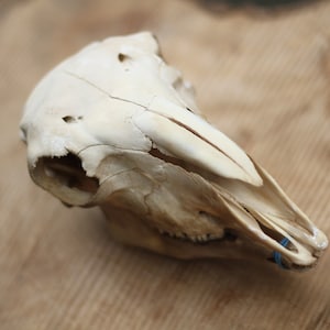Pretty young ram skull. With mandible. nature cleaned. Small horns