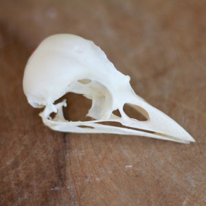 Real skull of garrulus glandarius. Eurasian jay. Eurasian jay. image 1