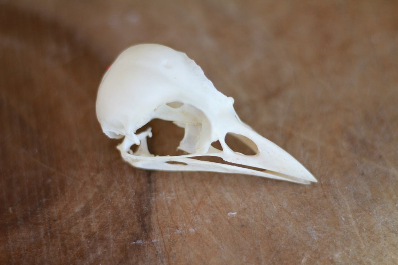 Real skull of garrulus glandarius. Eurasian jay. Eurasian jay. image 1