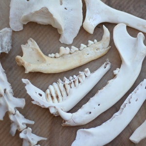 Set aus Unter- und Knochen, Flussfund. Verschiedene Tiere. Jawbones, Sarko, Atlas