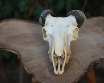 Ram Skull. Very strange compact horns. HEEEEAvy weight bone.Perfect condition. Latxa breed. Has wire to hang.Dead by natural causes.