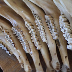 May include: Close-up of several animal jawbones, showcasing rows of teeth. The bones are a light beige color, with the teeth appearing white. The image highlights the natural texture and structure of the bones, with a focus on the teeth's arrangement.
