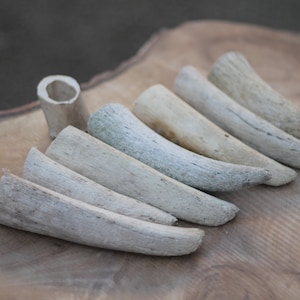 Set of 7 cutted horns points of Ibex goat. Empty inside