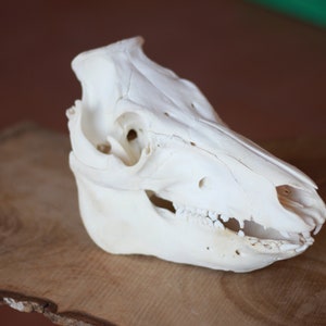 May include: A white animal skull with teeth, on a wooden surface.