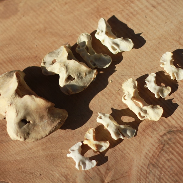 Set of atlas of diferent animals. First vertebrae set. 9 units