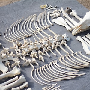 Real horse skeleton named Terry. Complete. 25 years old, huge male. Died by natural causes. Perfectly cleaned