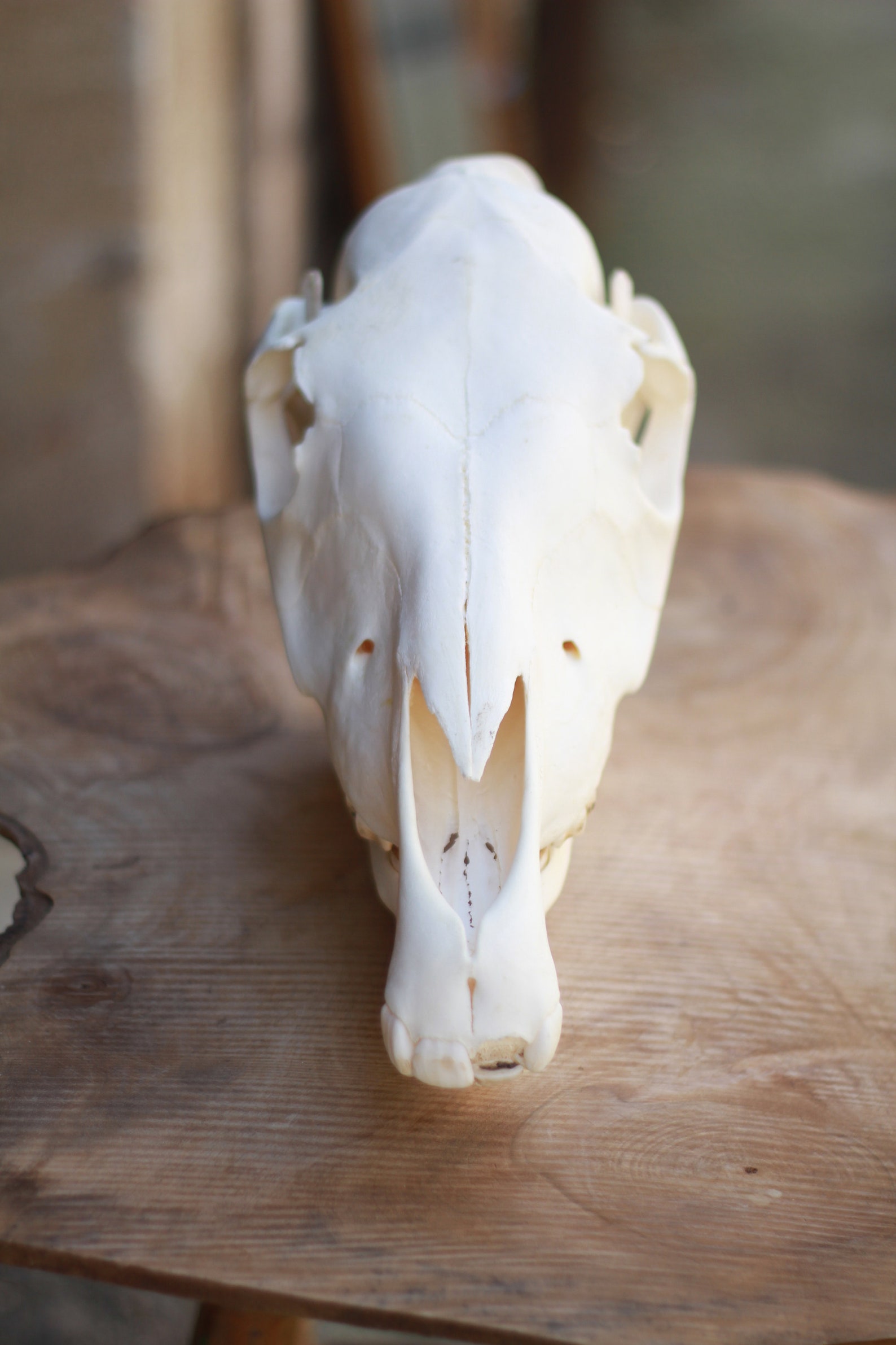 Donkey skull. Special DISCOUNT. One tooth lost. Young