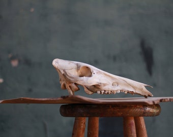 Boar skull. Sus scrofa. Craneo de Jabalí. Roadkilled. Valencia, Spain.