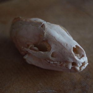 Op de afbeelding: Een close-up van een witte dieren schedel met zichtbare tanden. De schedel ligt op een bruin houten oppervlak.