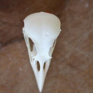 Real skull of garrulus glandarius. Eurasian jay. Eurasian jay. image 2