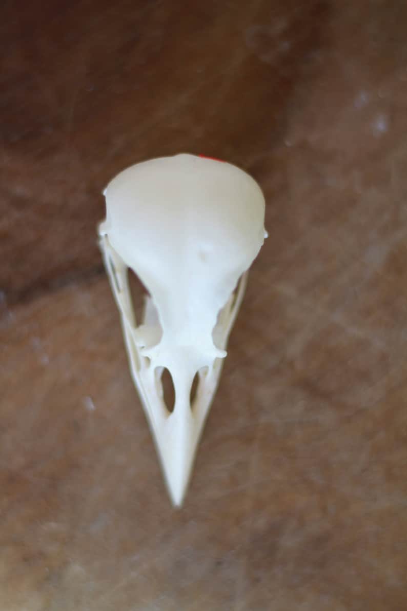 Real skull of garrulus glandarius. Eurasian jay. Eurasian jay. image 2