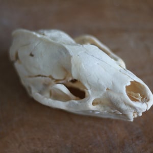 Op de afbeelding: Een close-up van een witte dieren schedel met zichtbare tanden en oogkassen.