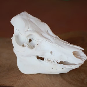 May include: White animal skull with visible teeth, resting on a wooden surface.