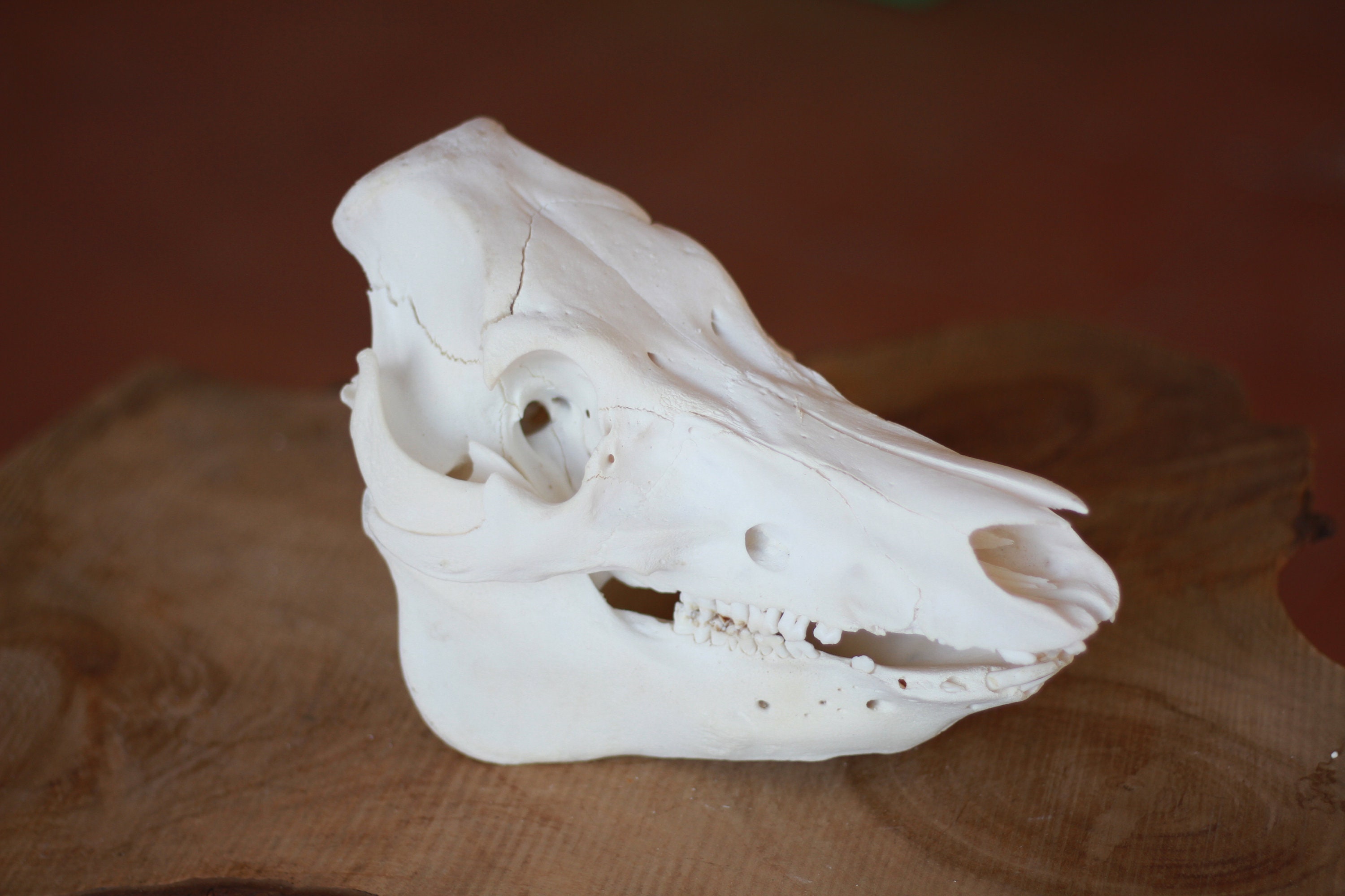 豚の頭蓋骨。サス・スクローファ・ドメスティカス。開いた家畜で進む