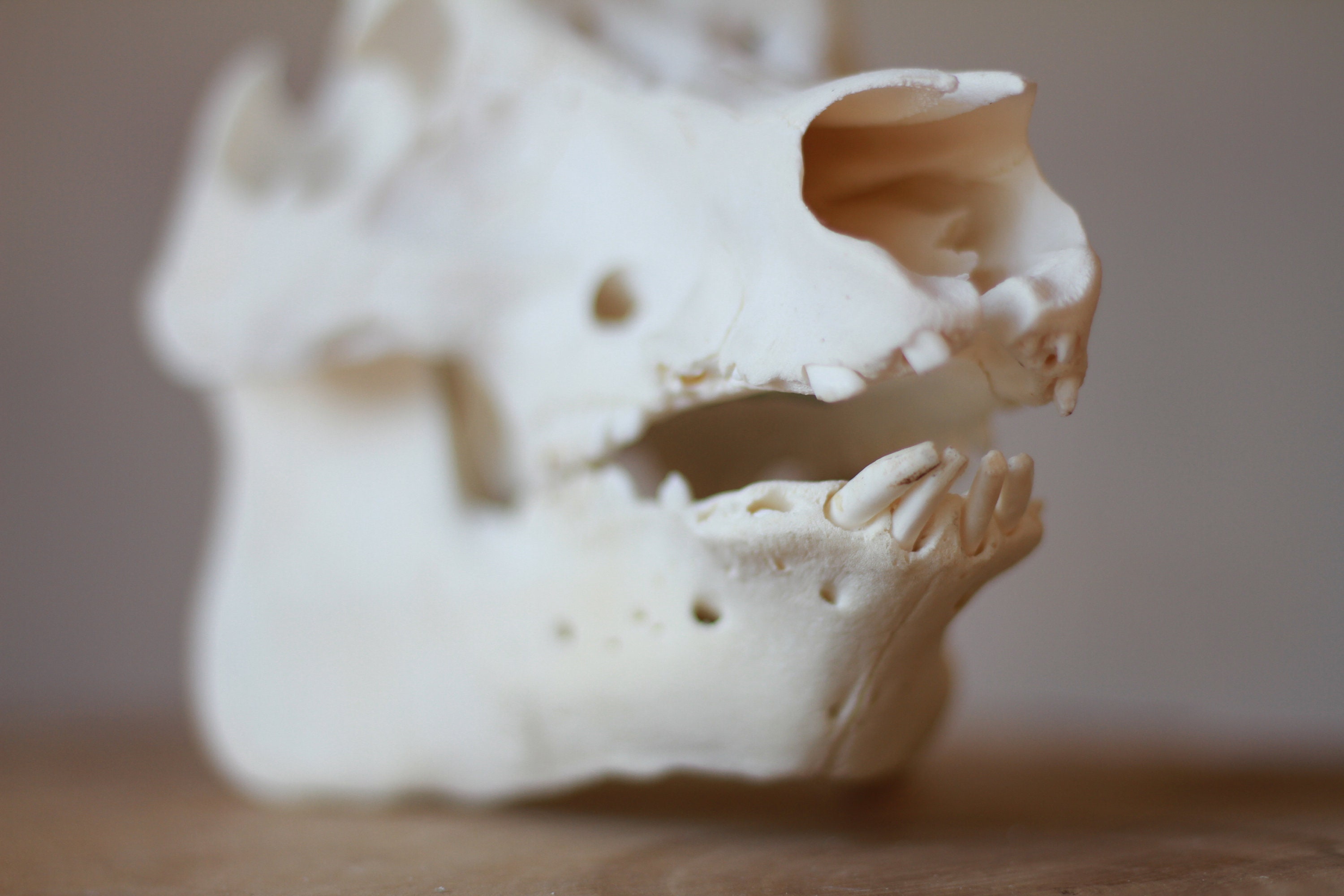 豚の頭蓋骨。サス・スクローファ・ドメスティカス。開いた家畜で進む