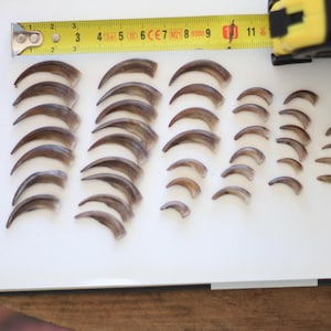 40 BADGER CLAWS & Foot BONES — Two Natural Death Specimens — Complete Small Bone Collection