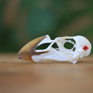 May include: A white bird skull featuring a curved, brownish-yellow beak and a small, distinct red diamond-shaped marking on the side of the cranium. The bone structure is porous and delicate, showing natural eye sockets and nasal cavities.