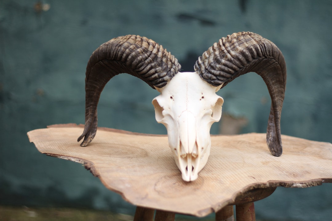 Jacob RAM Skull. Male. 4 Horned Sheep. Both Horns From Each Side Are ...