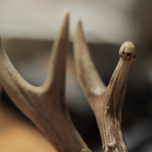 May include: Close-up of a set of white deer antlers. The antlers are smooth and have a natural, bone-like texture.