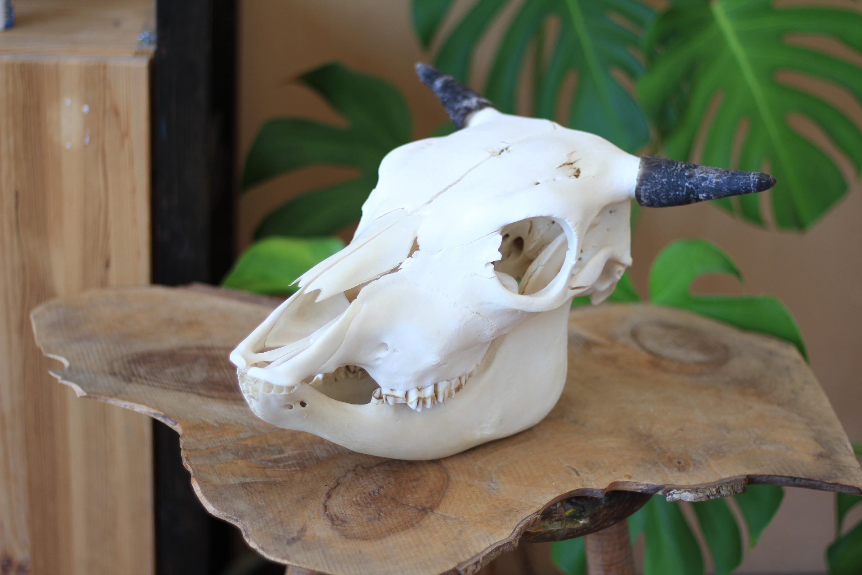 Cow jaw bones - Etsy 日本