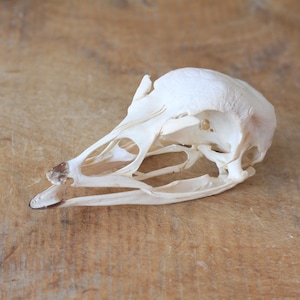 Op de afbeelding: Een gedetailleerde, gebroken witte vogel schedel, met de ingewikkelde botstructuur. De schedel is geplaatst op een lichtbruin, getextureerd houten oppervlak. De afbeelding benadrukt de natuurlijke vorm en skeletdetails van het vogel specimen.