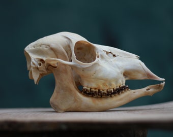 Roe deer skull, female. With story full of drama and mystery. <Perfect condition, all teeth. North of Spain.