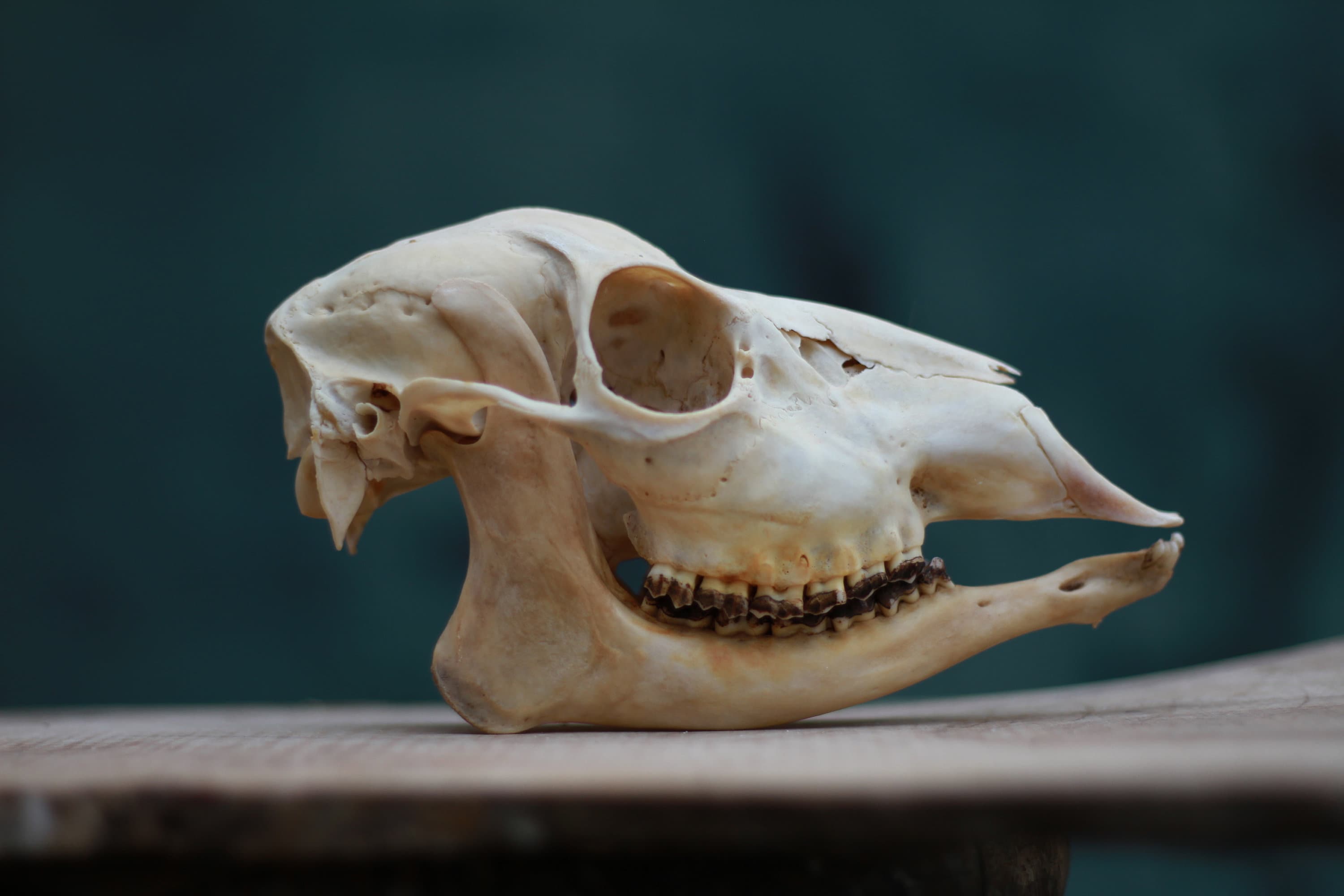 Roe Deer Skull, Female. With Story Full of Drama and Mystery