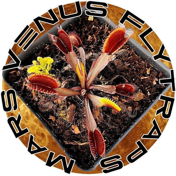 Venus Fly Trap - Venus Trapping Flower - Amazing Wonder - Rare Oddity