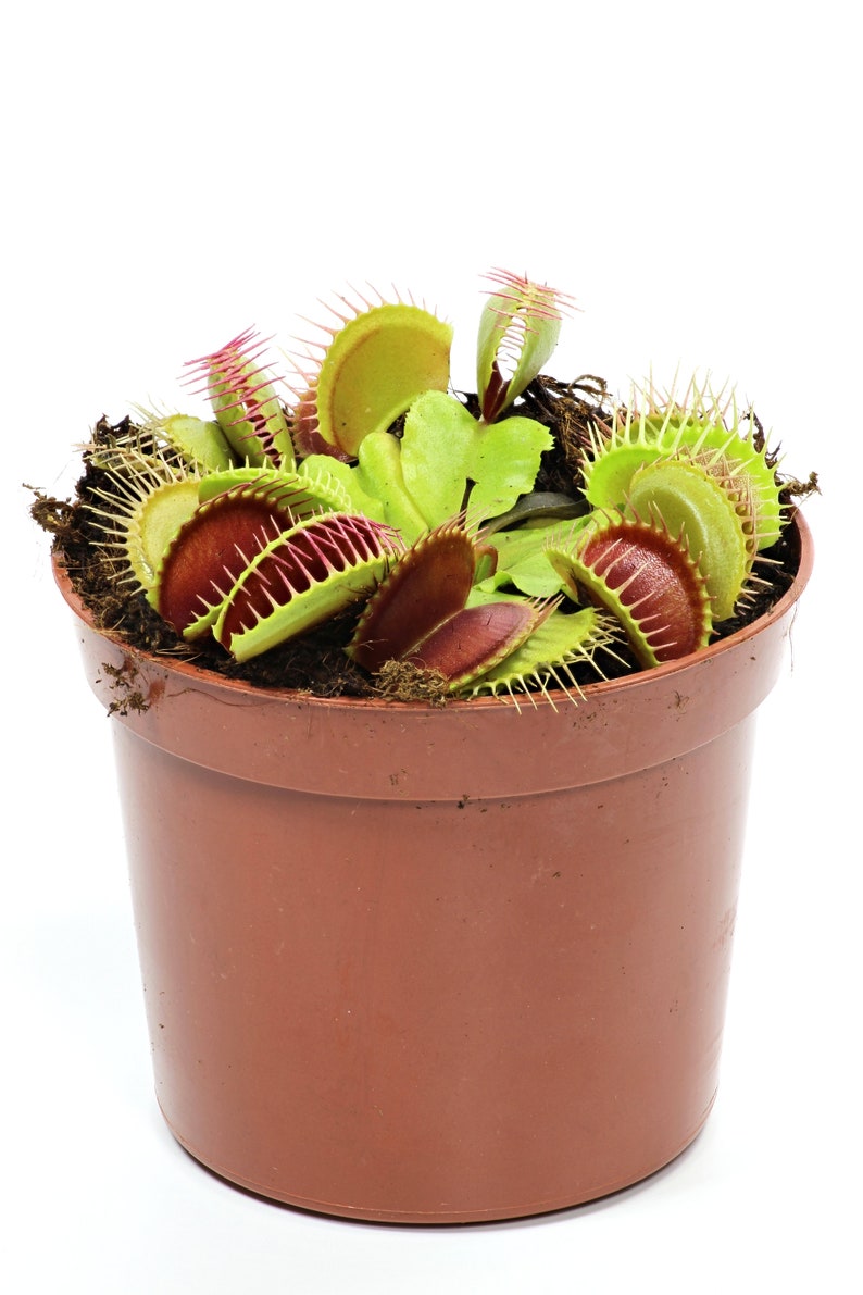 Venus Flytrap Plants Natural Phenomenon Oddity Strange Unique Gifts Carnivorous Live Plant Happy Halloween 