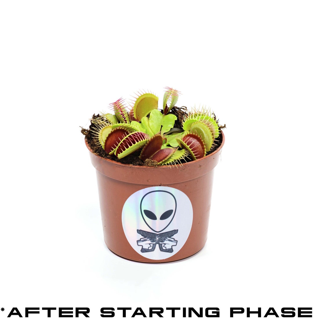 Venus Fly Trap Venus Trapping Flower Amazing Wonder Rare Oddity Etsy