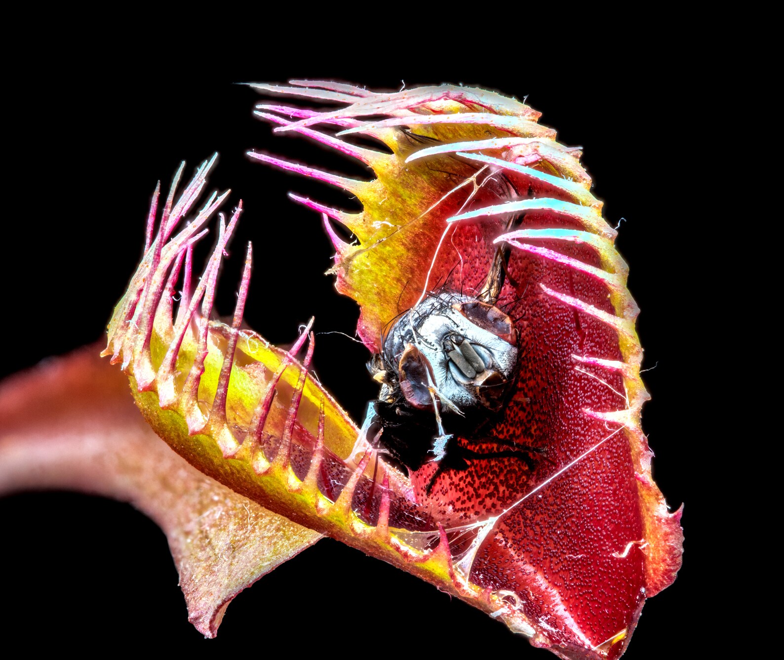 7 Venus Flytrap Plants Natural Phenomenon Oddity Strange Etsy UK