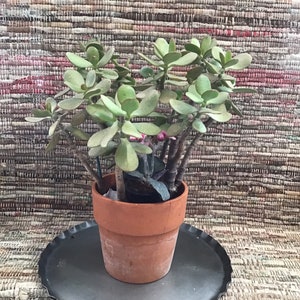 May include: A green jade plant in a terracotta pot, sitting on a gray metal tray with a scalloped edge.