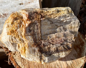 Petrified Wood Mineral Display Specimen 9.43 lbs