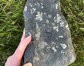 BC Flowerstone aka Chrysanthemum Stone Mineral Display Specimen 14.1 lbs