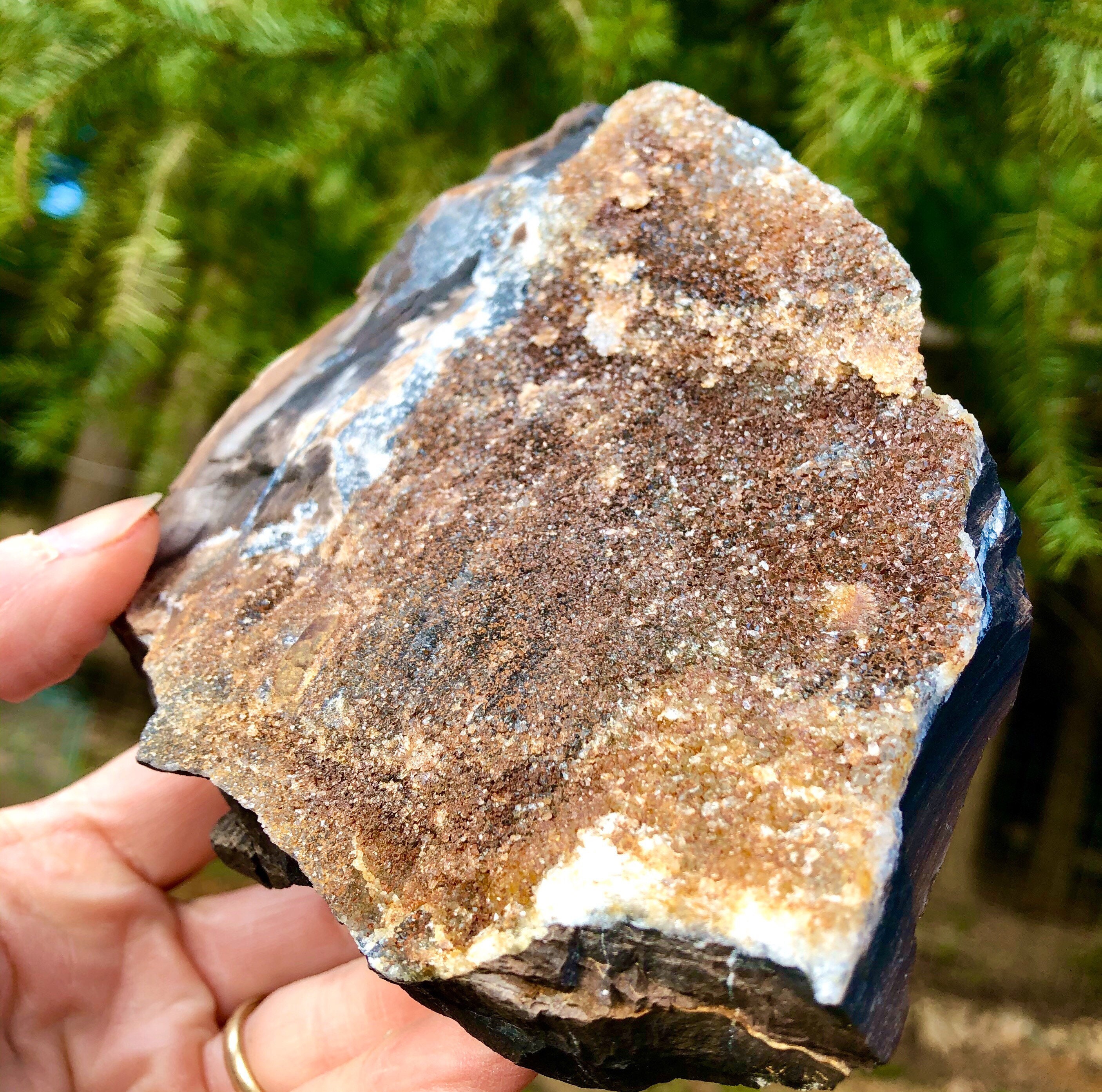 858g Petrified Wood With Druzy Quartz Crystals Mineral Display Specimen