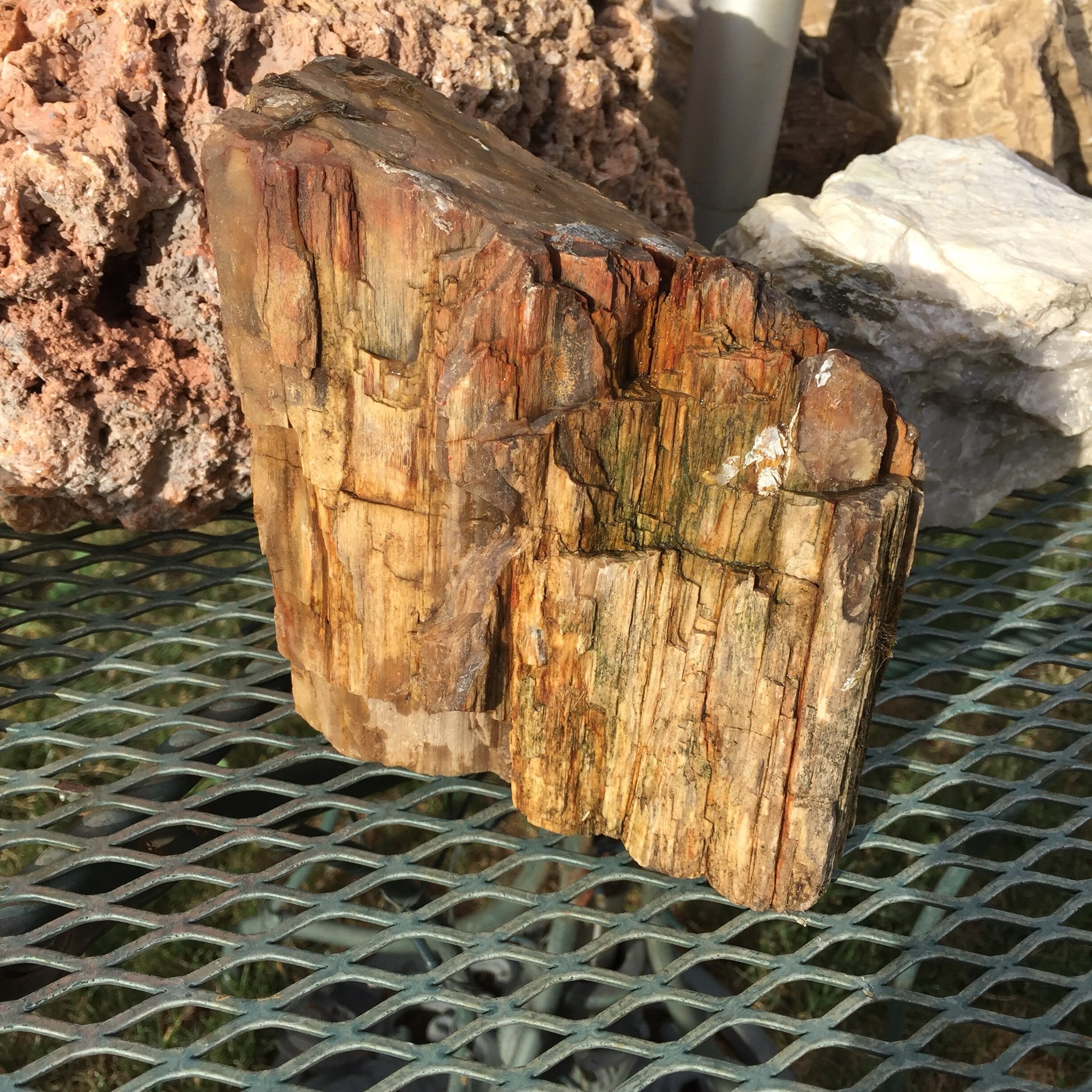 Large Petrified Wood Specimen