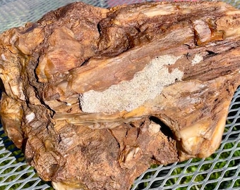 23.53 lb Agatized Opalized Petrified Wood natural mineral display specimen