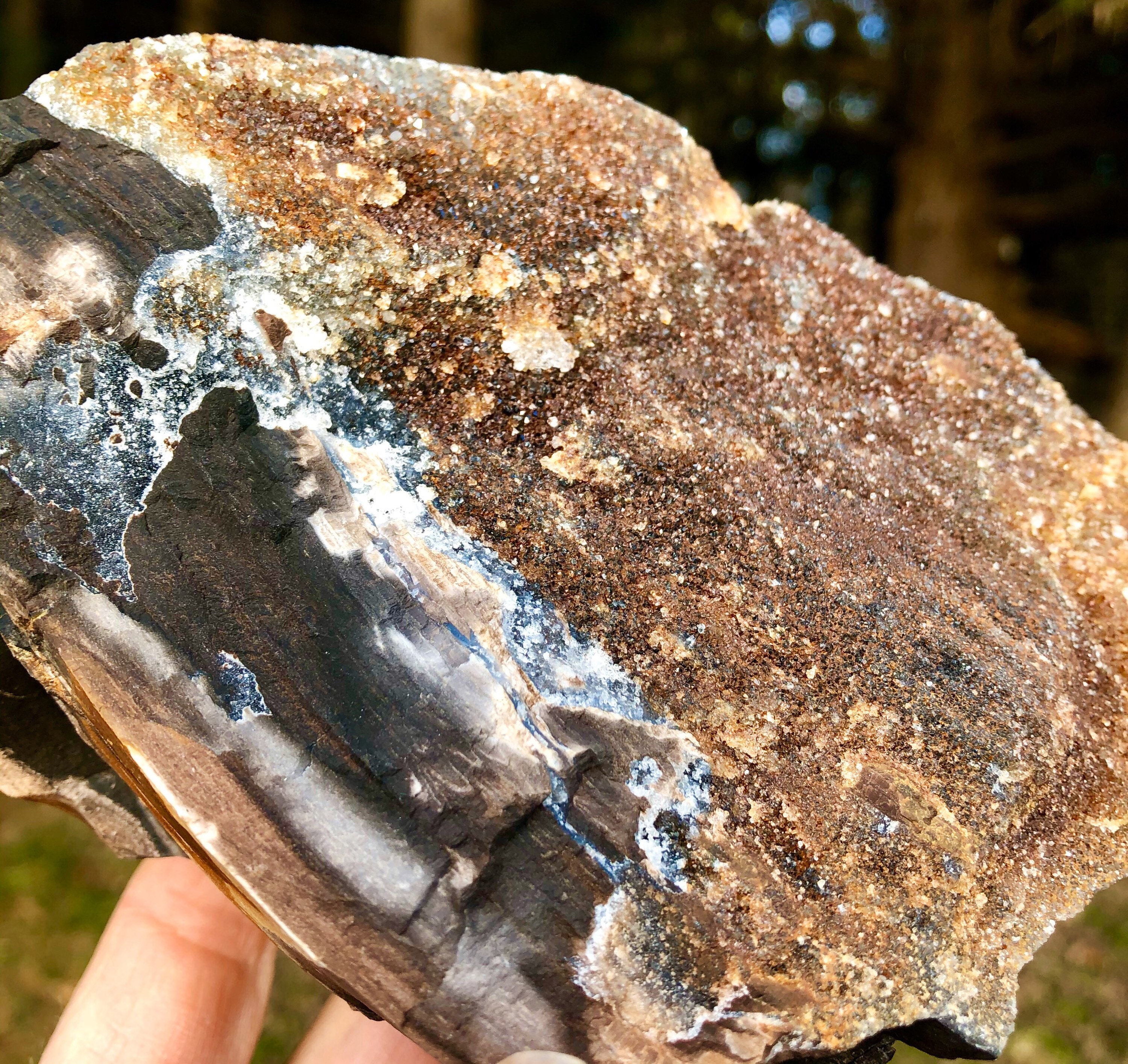 858g Petrified Wood With Druzy Quartz Crystals Mineral Display Specimen