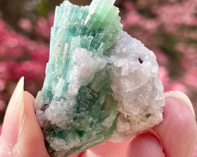 34.9g Blue Green Tourmaline Crystal Spray Specimen