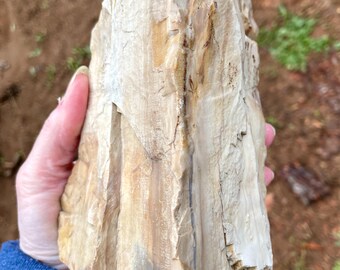 4.57 lb Agatized Petrified Wood Mineral Display Specimen
