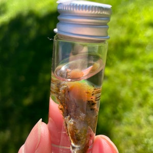 May include: A small glass vial with a silver lid containing a piece of brown and white fossilized coral in clear liquid.