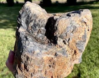 9.16 lb Agatized Petrified Wood Stump Mineral Display Specimen